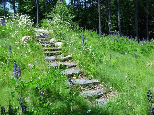 Stone Steps and Lupins