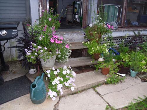 Step Side Potted Plants
